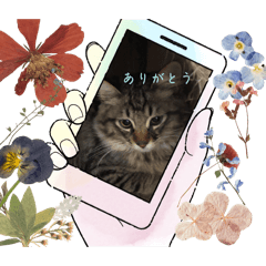 kashimiho.O_20240914204806