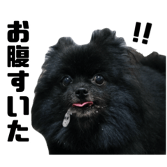 Pomeranian(BLACK)