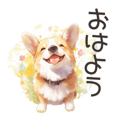 Corgi every day