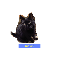 kuro neko penchan