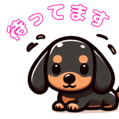 black dachshund aoharu