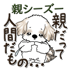 シーズー犬【親】