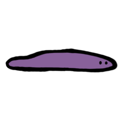 Planaria Rainbow