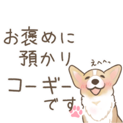 Daily conversation with a gentle corgi 3