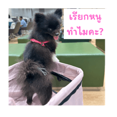 มีตังค์ หมาดำน่ารัก 2