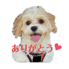 Blanc_Cavachon part2