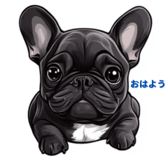 French Bulldog Brindle Daily