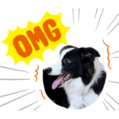 Border Collie_20240915223