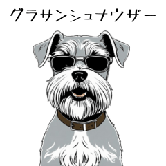 schnauzer wearing sunglasses