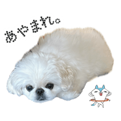 ペキニーズ姫ちゃん⑤
