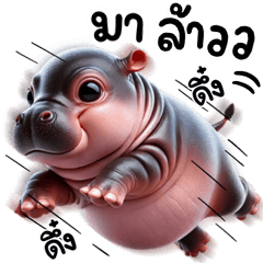 Hippo Deng Deng Big 6