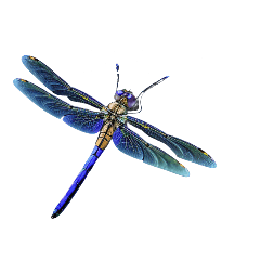 dragonfly.