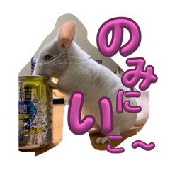 チンチラ気持ち