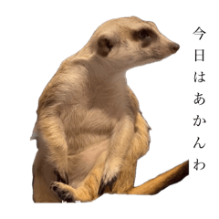 okapi_20240916004118