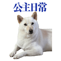 Shiba Inu Shirley