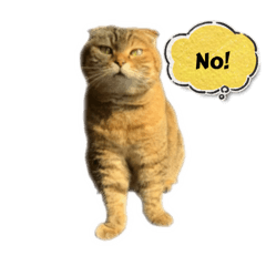 Four meow meow meow meow