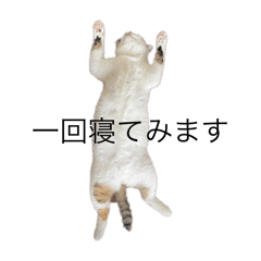 happy cat_20240916132324