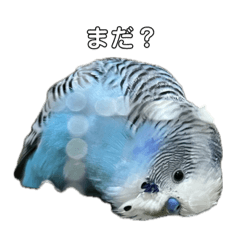 torisandesu