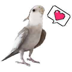 cockatiel(Koukun&Pi-ko)