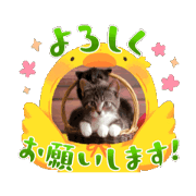 Cute kitten's daily life-3