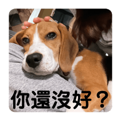 Beagle girl_20240916205036