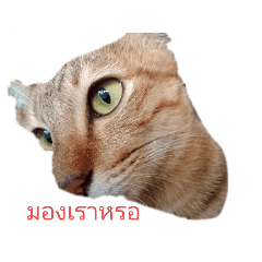 Chonlada_20240917115213