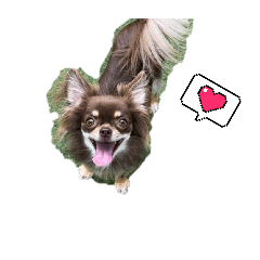 chihuahua_choco