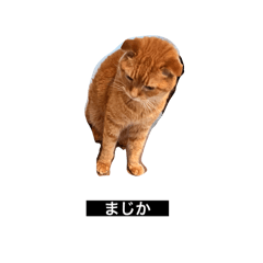 moooneko_20240917145131