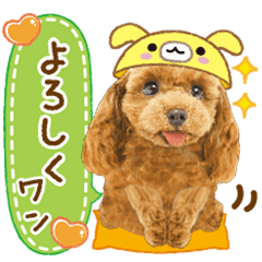 Cute dog  28 poodle