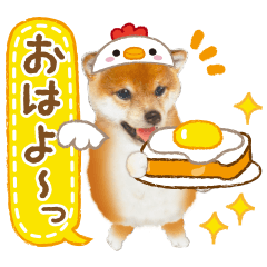 Cute dog 28 shiba