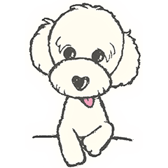 Toy Poodle Okoge