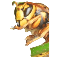 Polistes wasp without wording-BIG