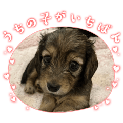 miniture dachshund puppy's stickers