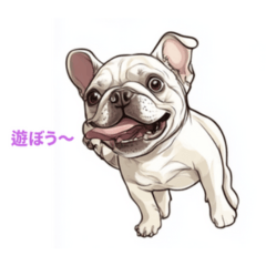 French Bulldog Cream Daily