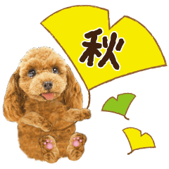 Cute dog 29 pudle