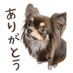 Chocolate tan Chihuahua <simple>1