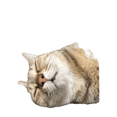 大小咪