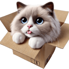 A ragdoll cat in the cardboard box