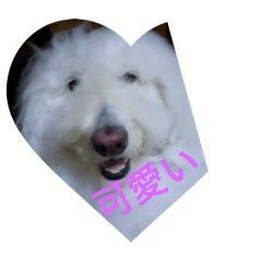 Shelly_20240918231244
