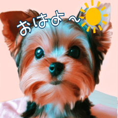 Yorkies Daily Greetings