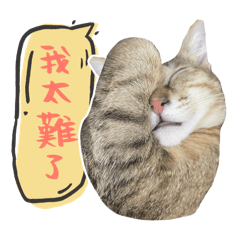 Buddy貓