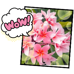 ดอกไม้แห่งการทักทาย