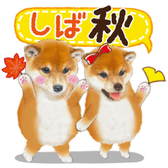 Cute dog 29 shiba