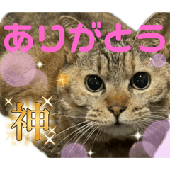 Tanuki_20240919203740