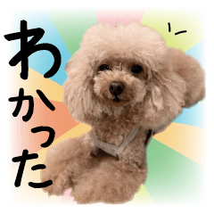 Check out these !! Toy poodles every day