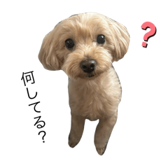 maco_20240919175050 – LINE stickers | LINE STORE