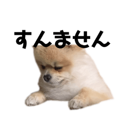 mugi_Pomeranian