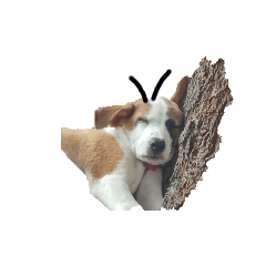 Kantanut_20240919190824