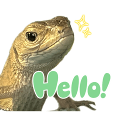 カナヘビですが…なにか？