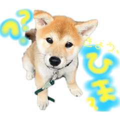 shiba no rintaro._20240919232626